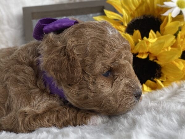 Maggie - Micro Goldendoodle Girl - Image 14