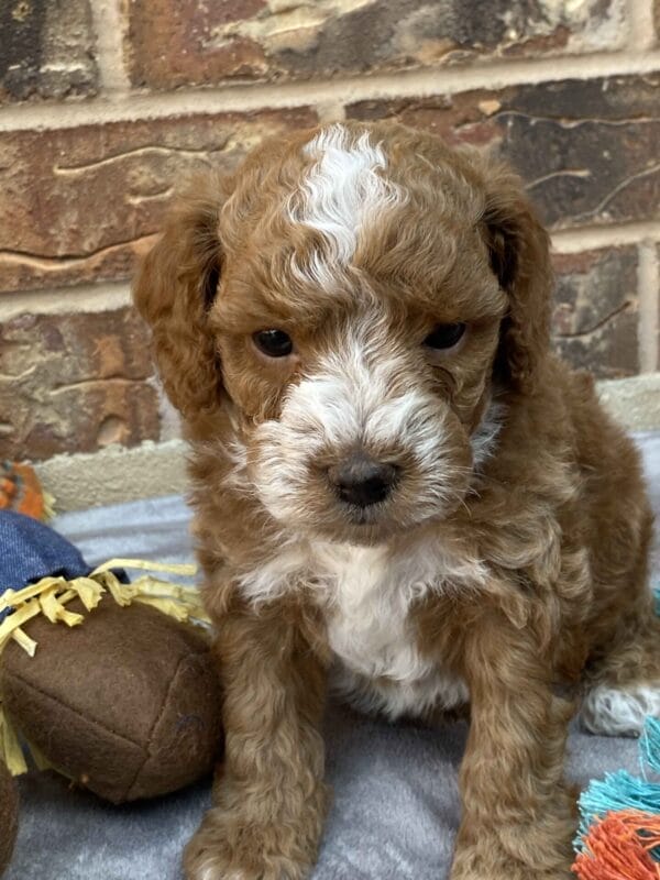 Smolder - Teacup Goldendoodle Boy - Image 28