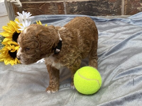 Smolder - Teacup Goldendoodle Boy - Image 23