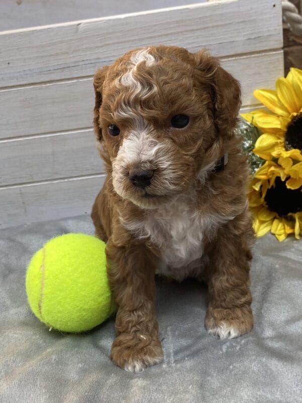 Smolder - Teacup Goldendoodle Boy - Image 22