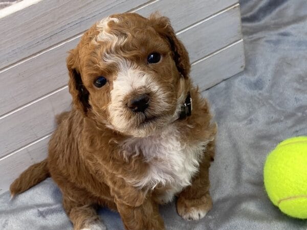 Smolder - Teacup Goldendoodle Boy - Image 21