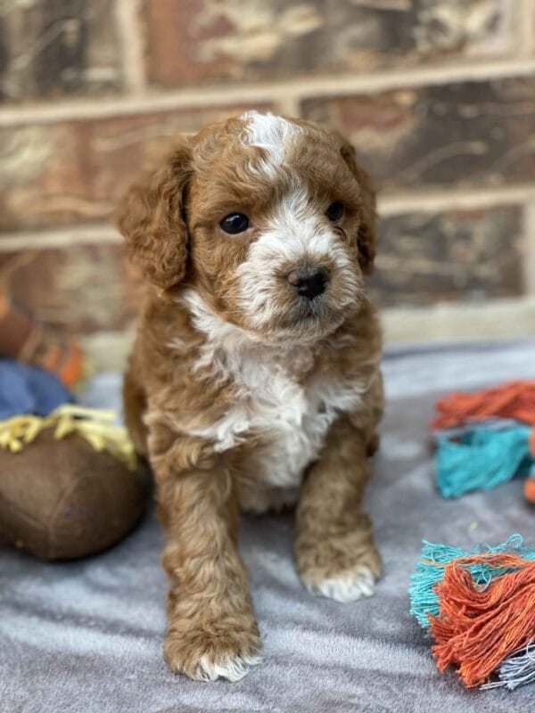 Smolder - Teacup Goldendoodle Boy - Image 27