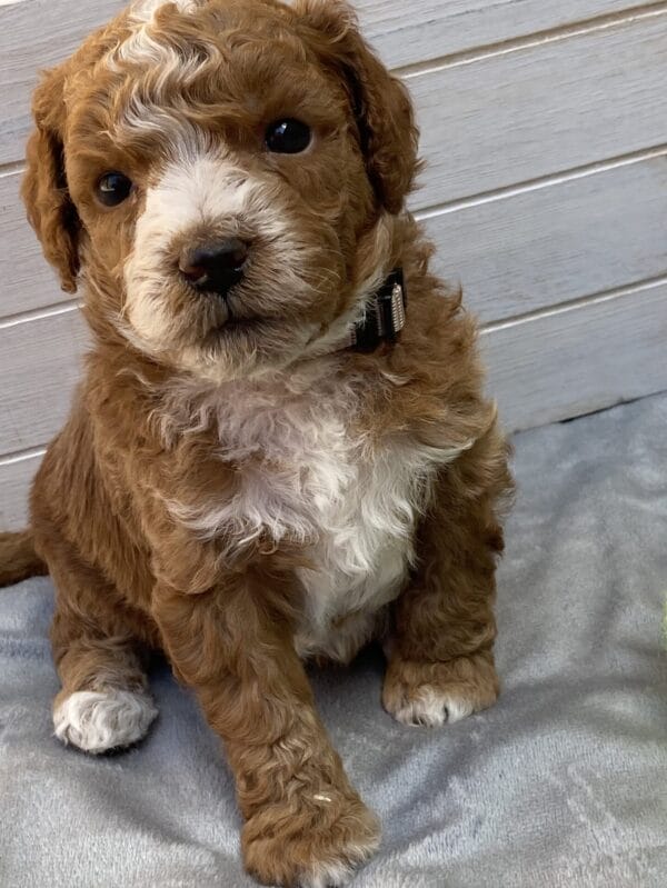 Smolder - Teacup Goldendoodle Boy - Image 20