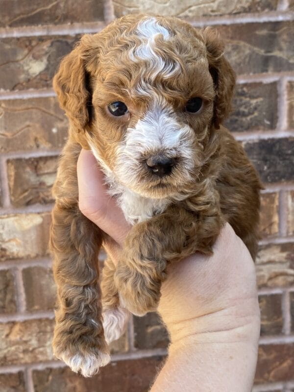 Smolder - Teacup Goldendoodle Boy - Image 19