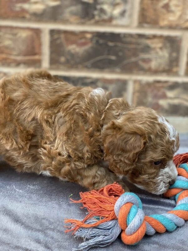 Smolder - Teacup Goldendoodle Boy - Image 26