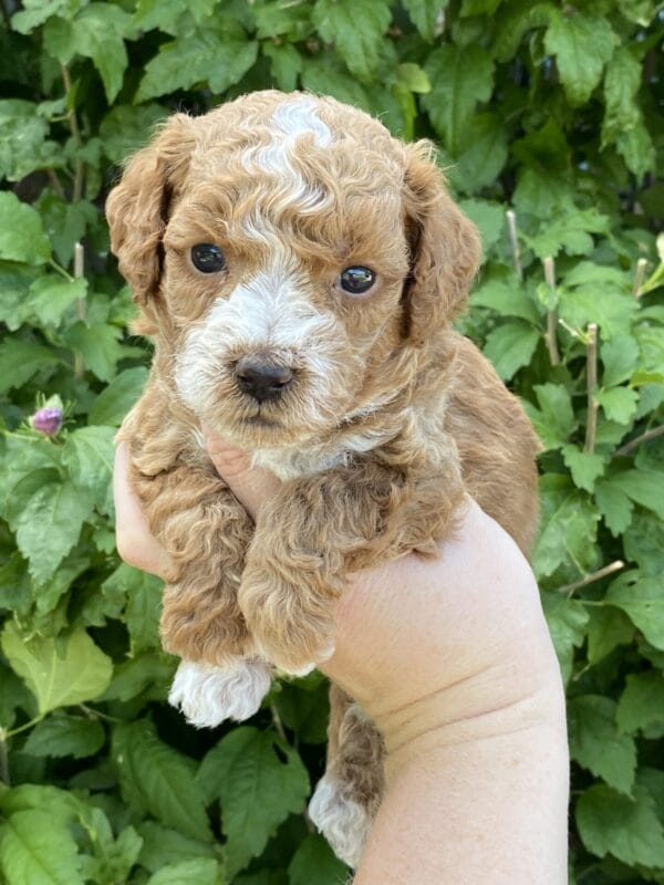 Smolder - Teacup Goldendoodle Boy - Image 18