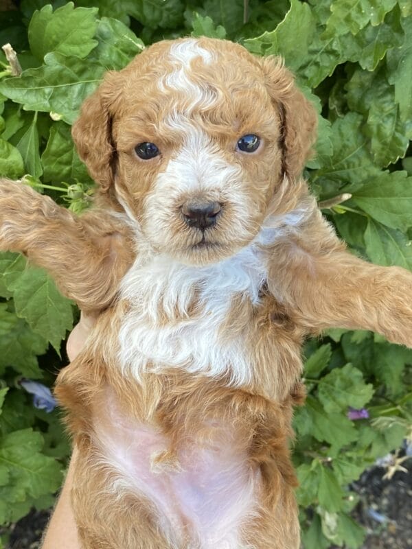 Smolder - Teacup Goldendoodle Boy - Image 17
