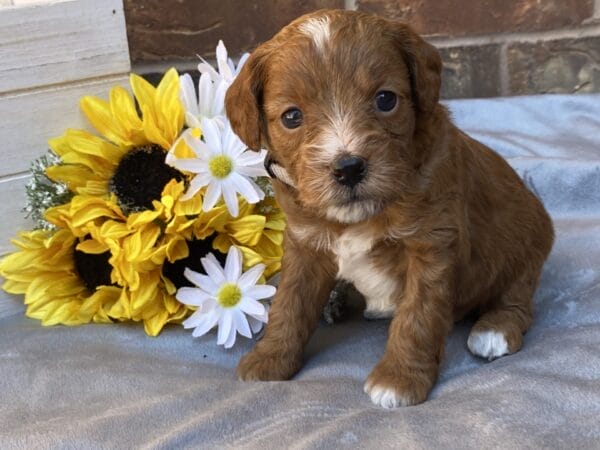 Sparky - Teacup Goldendoodle Boy - Image 17