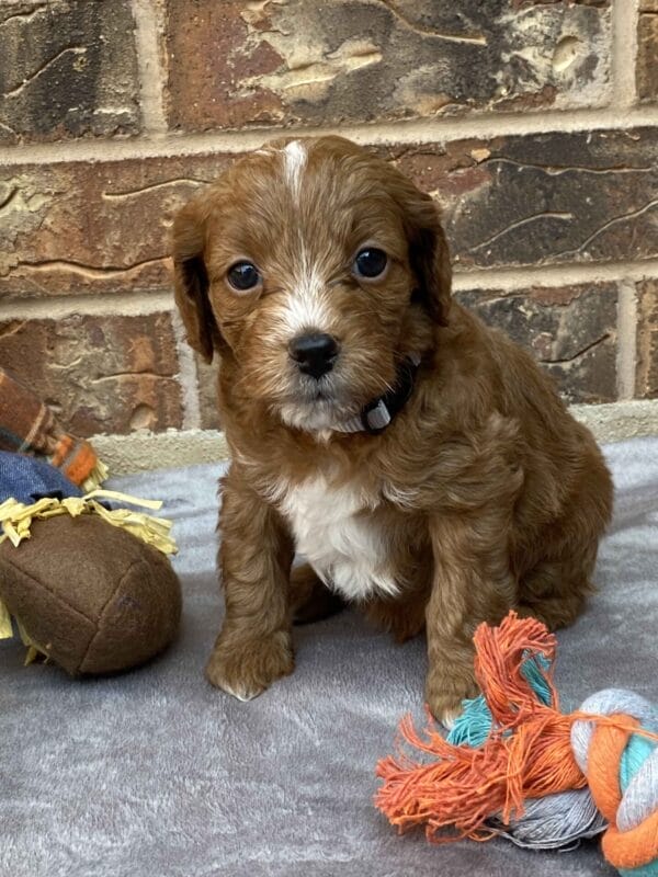 Sparky - Teacup Goldendoodle Boy - Image 22