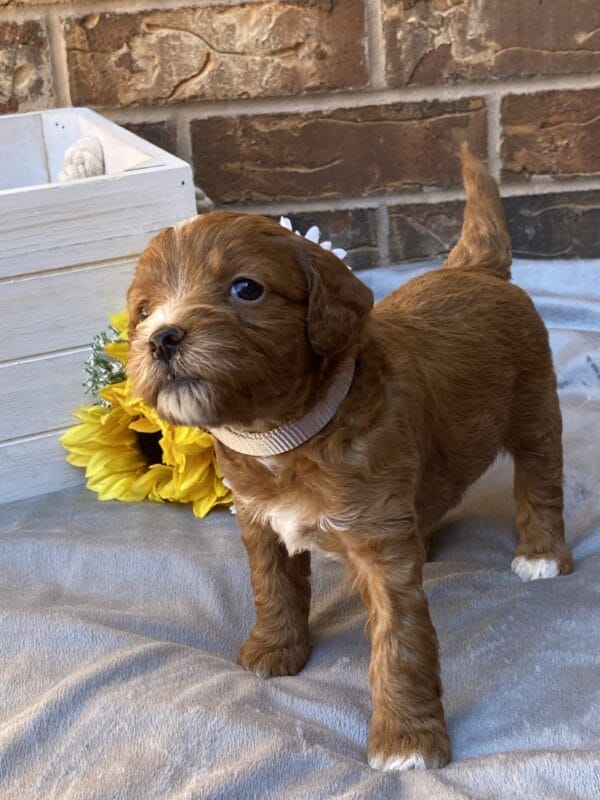 Sparky - Teacup Goldendoodle Boy - Image 16