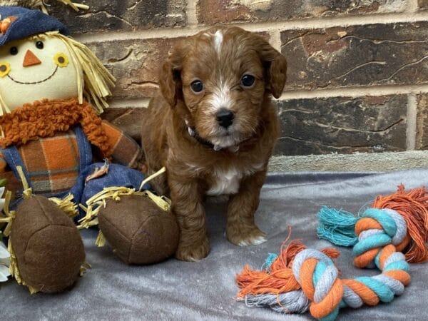 Sparky - Teacup Goldendoodle Boy - Image 21