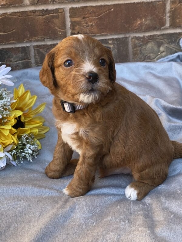 Sparky - Teacup Goldendoodle Boy - Image 15