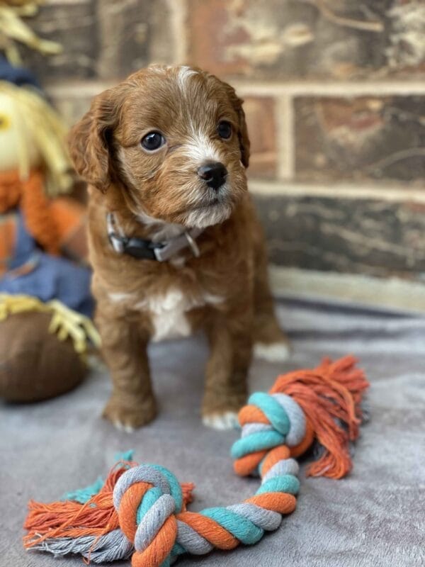 Sparky - Teacup Goldendoodle Boy - Image 20
