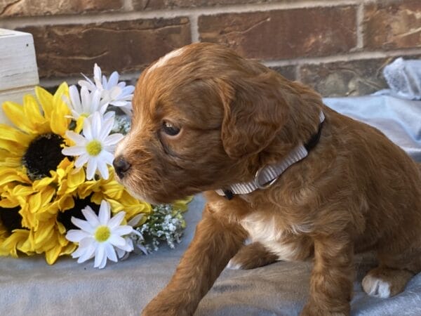 Sparky - Teacup Goldendoodle Boy - Image 13