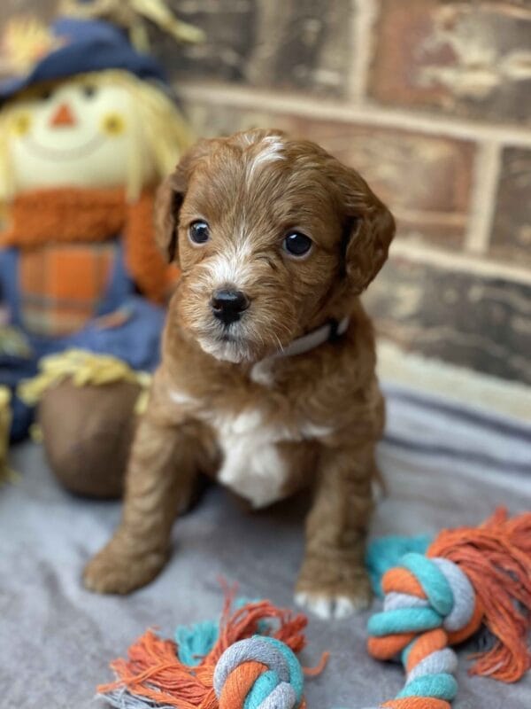 Sparky - Teacup Goldendoodle Boy - Image 19
