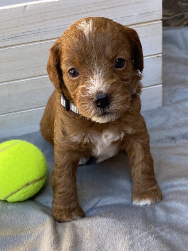 Sparky - Teacup Goldendoodle Boy - Image 12