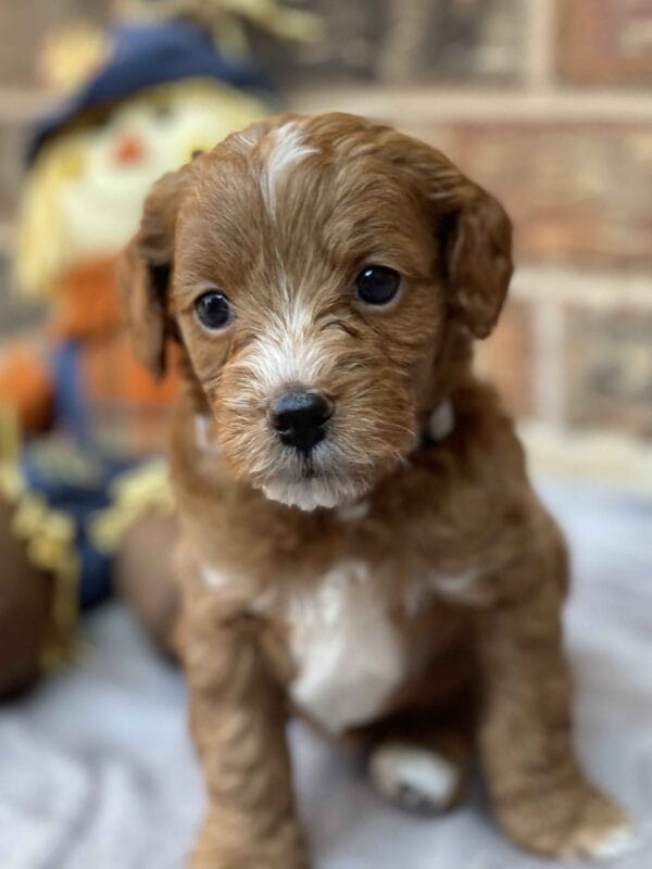 Sparky - Teacup Goldendoodle Boy - Image 14