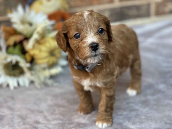 Sparky - Teacup Goldendoodle Boy - Image 18