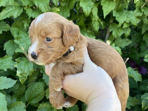 Sparky - Teacup Goldendoodle Boy - Image 11