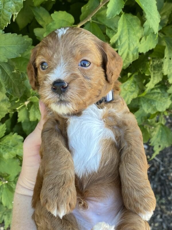 Sparky - Teacup Goldendoodle Boy - Image 10
