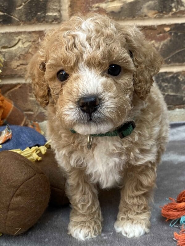 Torch - Teacup Goldendoodle Boy - Image 26