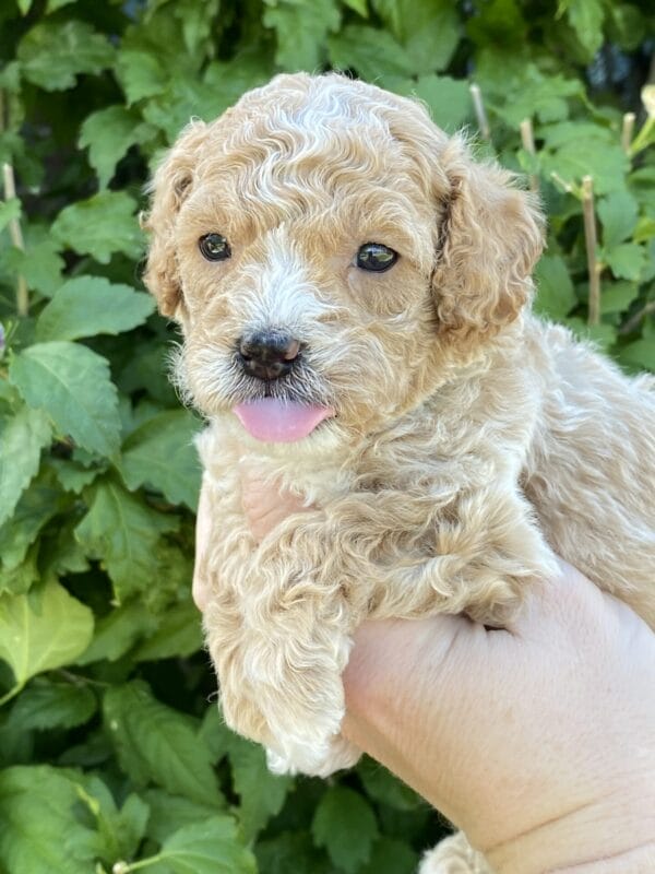 Torch - Teacup Goldendoodle Boy - Image 18