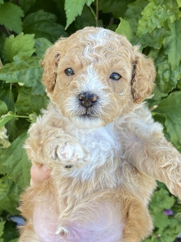 Torch - Teacup Goldendoodle Boy - Image 17