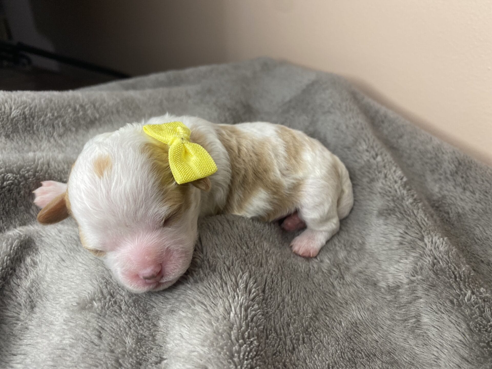 Willow - Micro Cavapoo Girl - Image 2