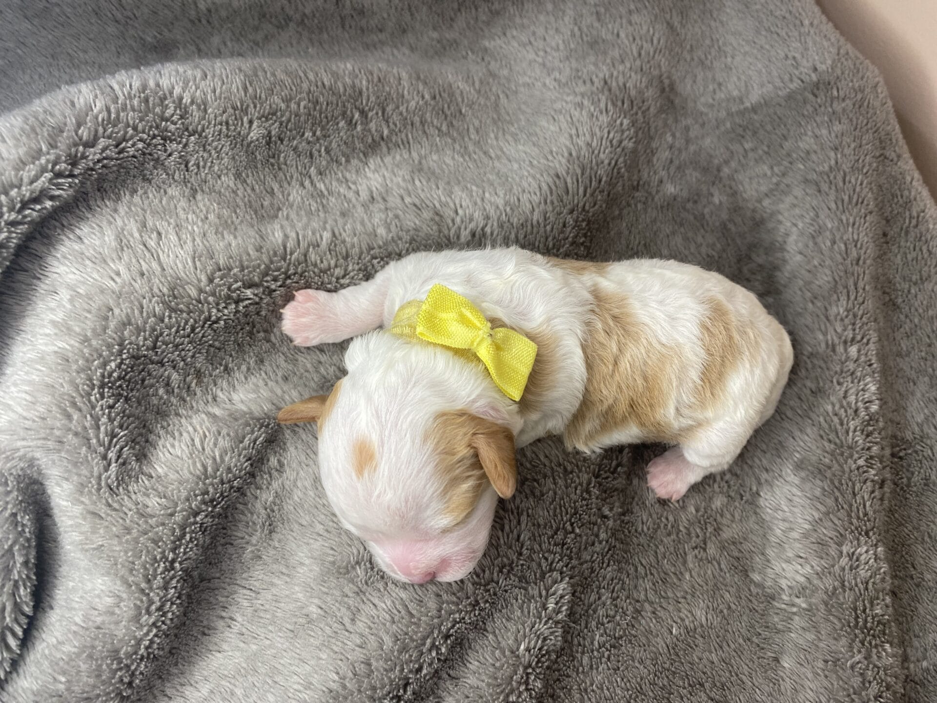 Willow - Micro Cavapoo Girl - Image 3