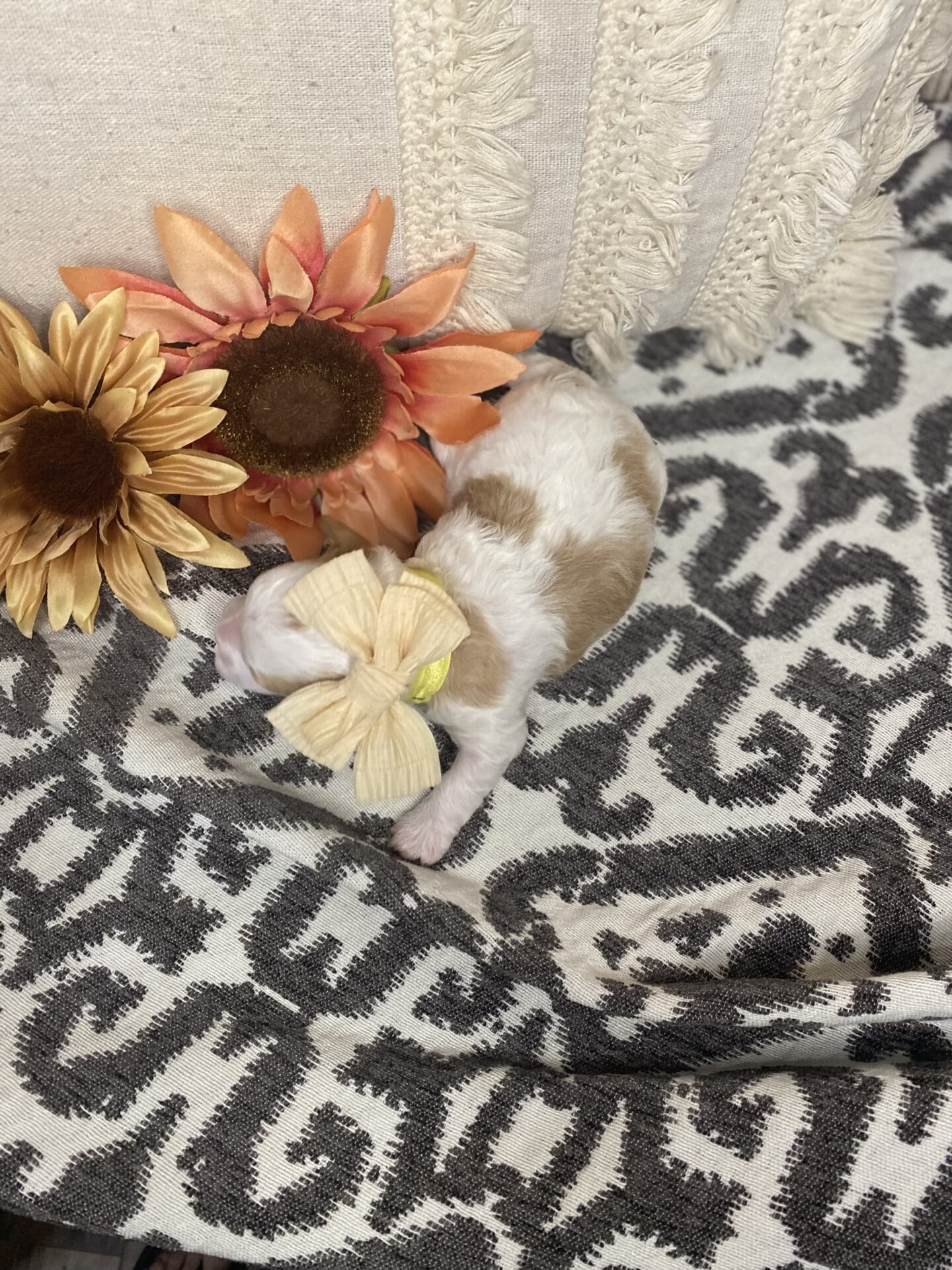 Willow - Micro Cavapoo Girl - Image 5