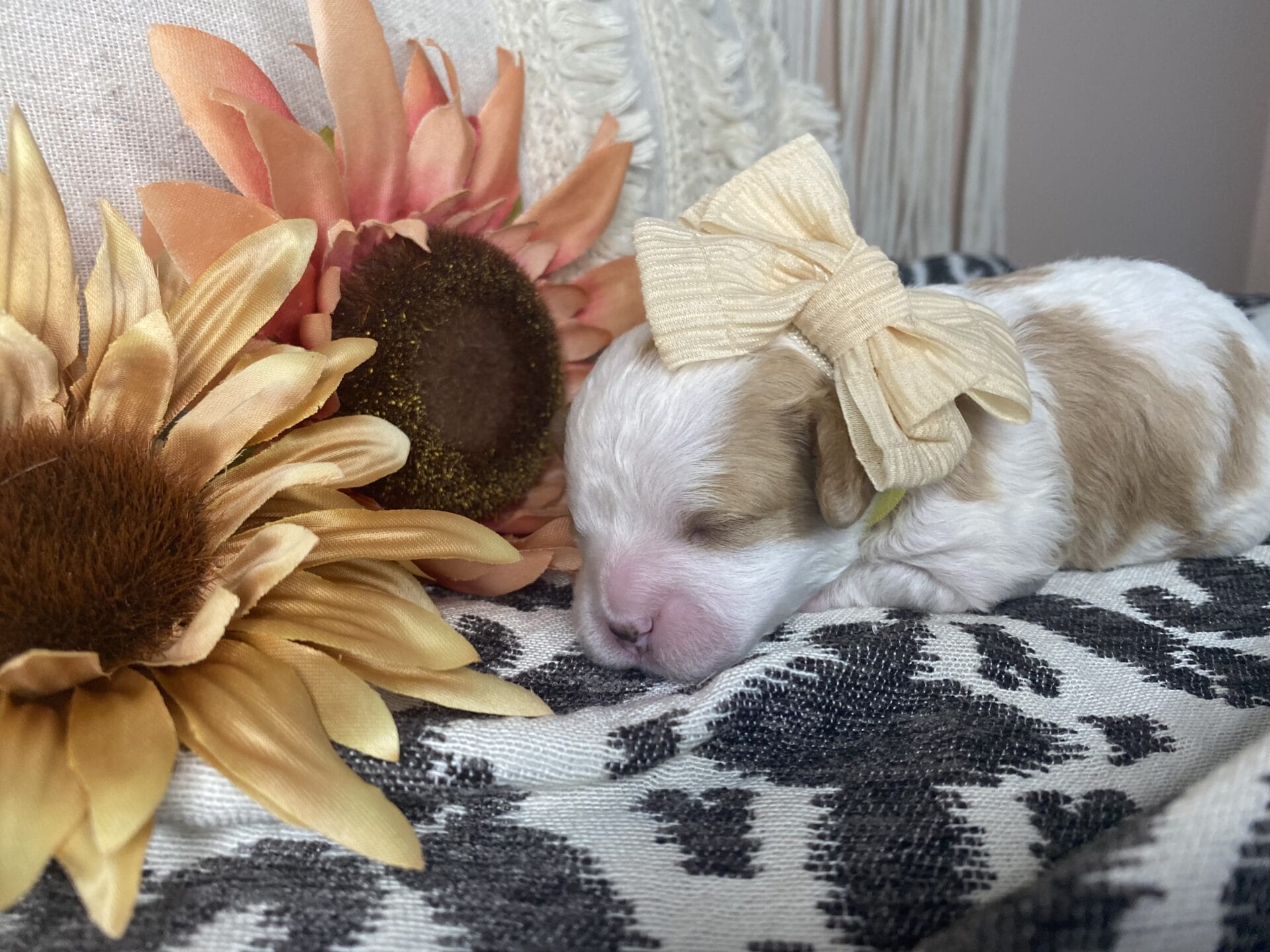 Willow - Micro Cavapoo Girl - Image 9