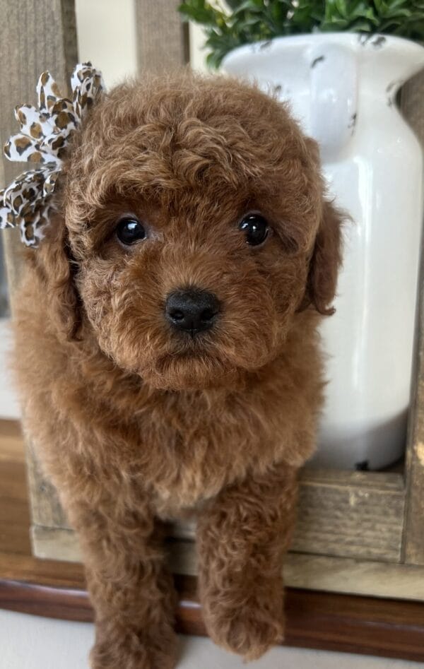 Wilma - Teacup Goldendoodle Girl - Image 9