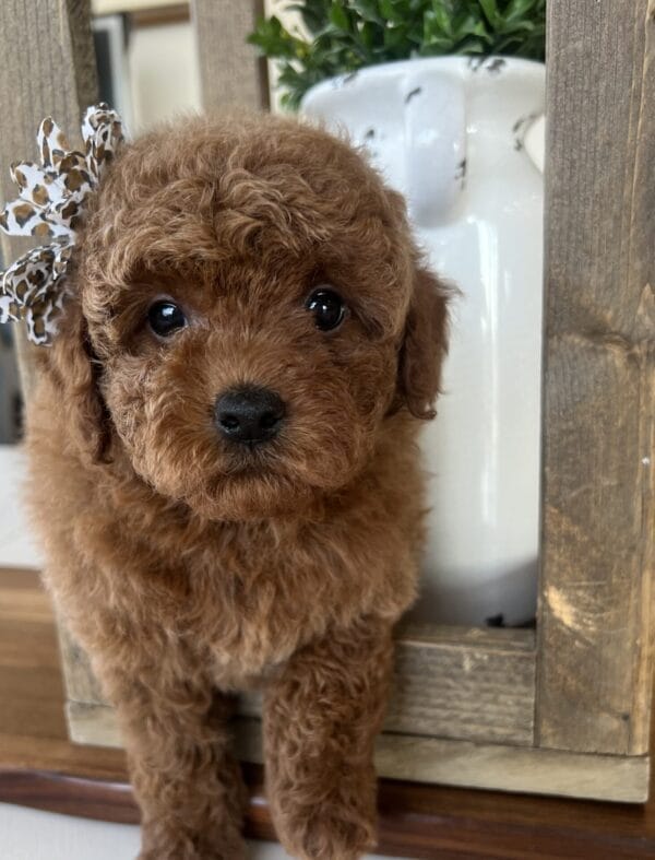 Wilma - Teacup Goldendoodle Girl