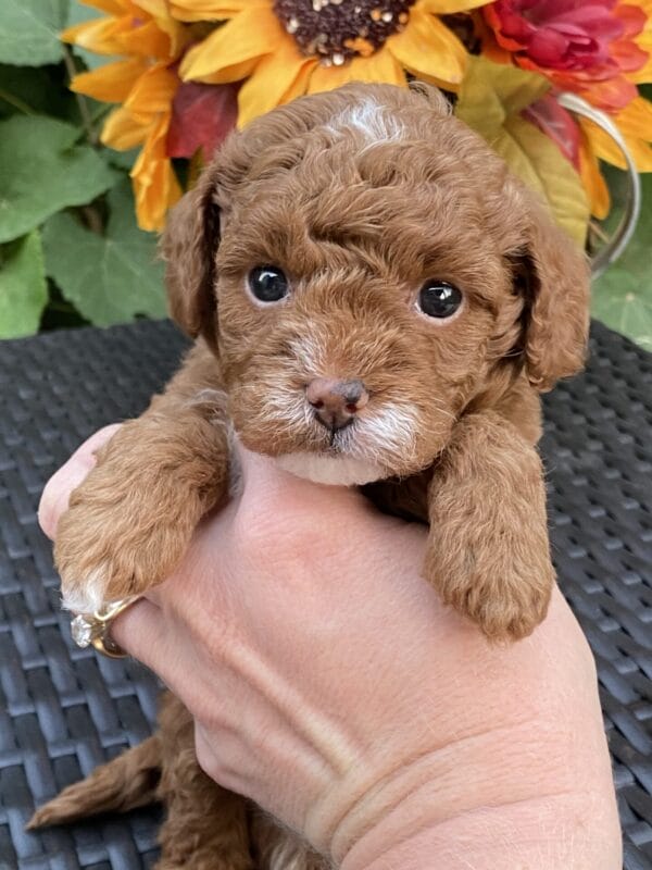 Bart - Micro Goldendoodle Boy - Image 25