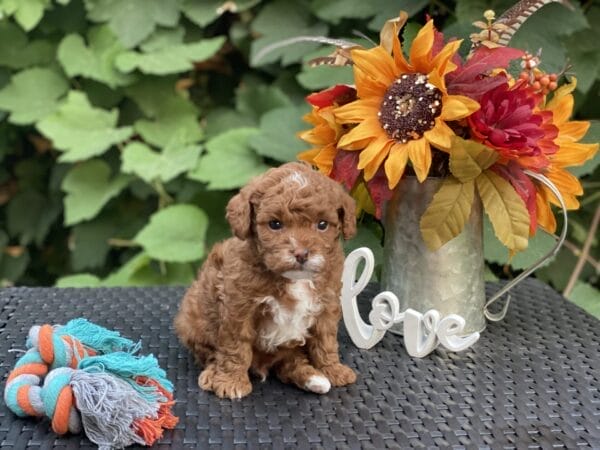 Bart - Micro Goldendoodle Boy - Image 26