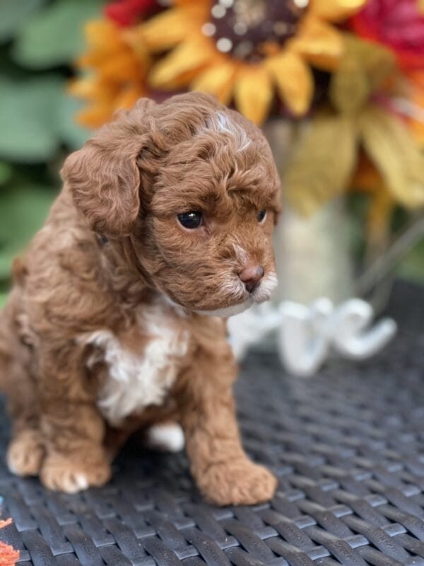 Bart - Micro Goldendoodle Boy - Image 27