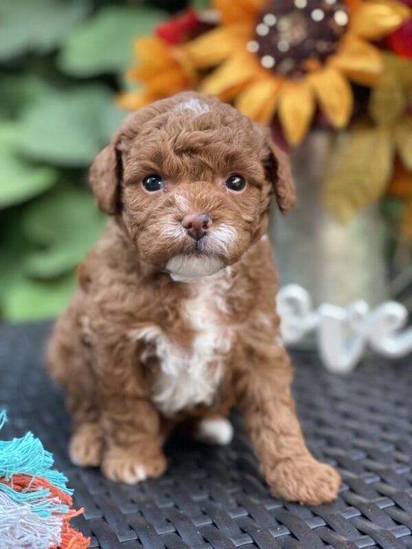 Bart - Micro Goldendoodle Boy