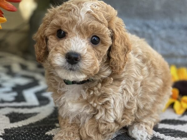 Torch - Teacup Goldendoodle Boy - Image 36