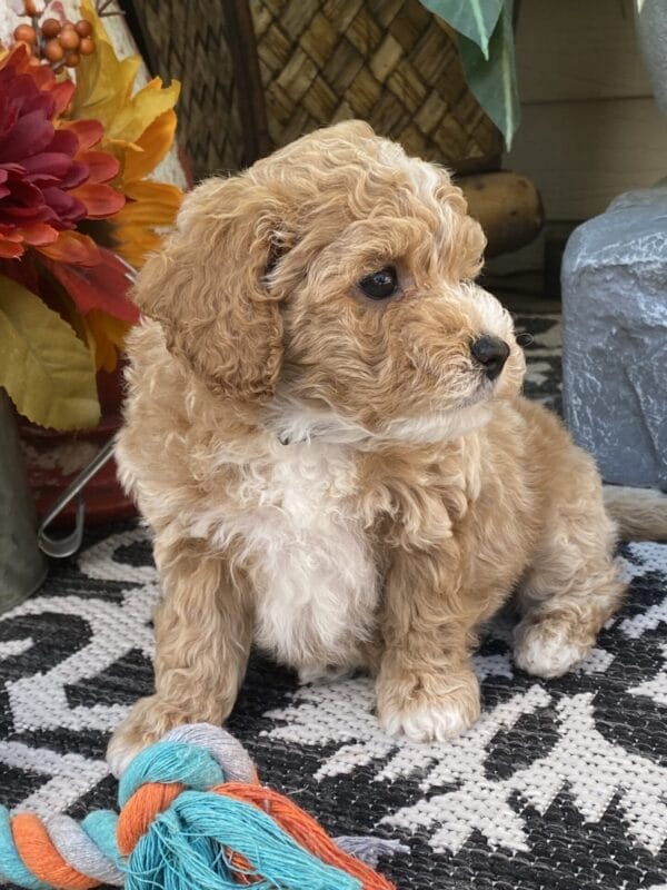 Torch - Teacup Goldendoodle Boy - Image 33