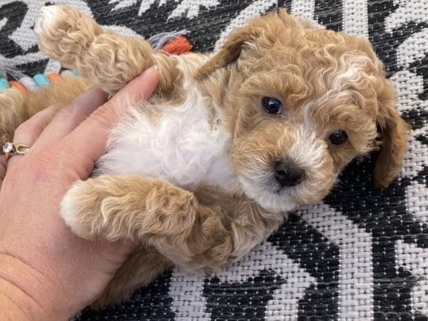 Torch - Teacup Goldendoodle Boy - Image 34