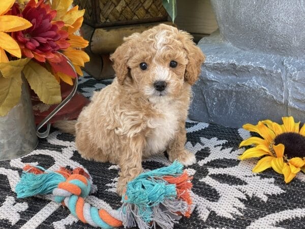 Torch - Teacup Goldendoodle Boy - Image 35