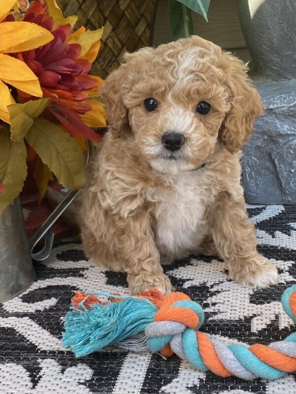 Torch - Teacup Goldendoodle Boy - Image 32