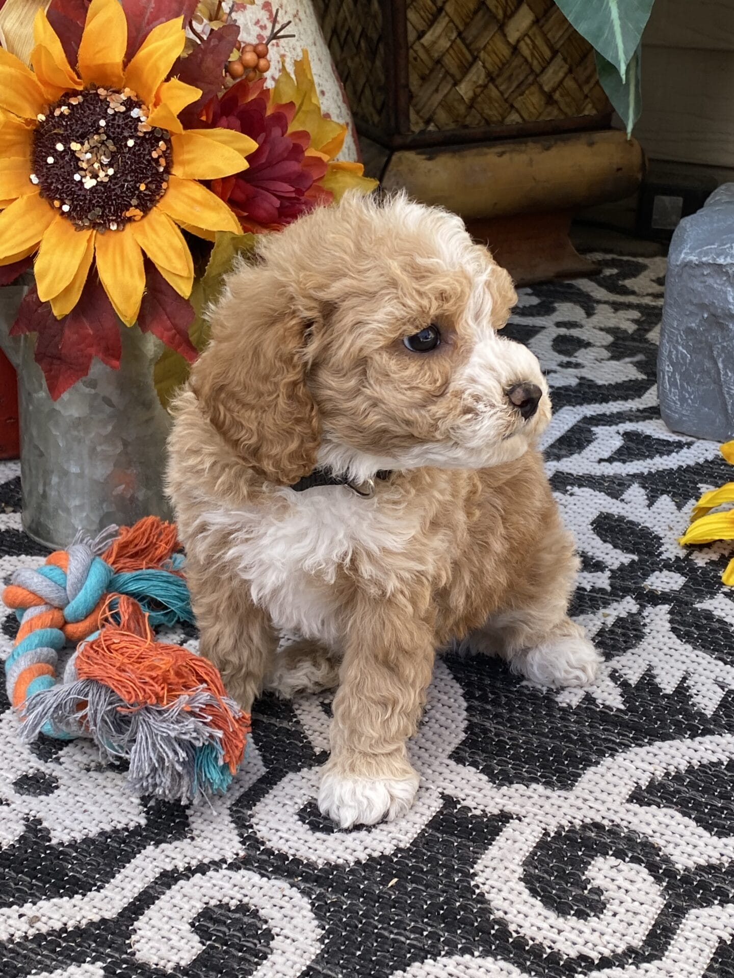 Ash - Teacup Goldendoodle Boy - Image 34