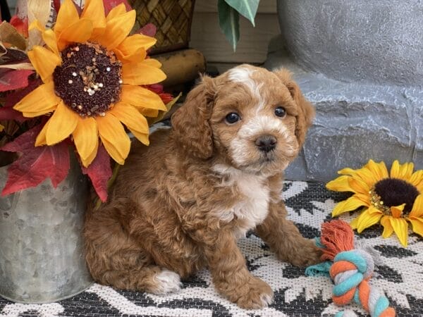 Smolder - Teacup Goldendoodle Boy - Image 32