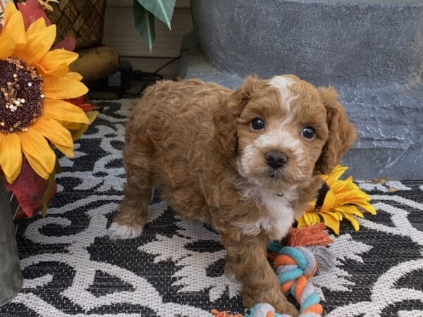 Smolder - Teacup Goldendoodle Boy - Image 31