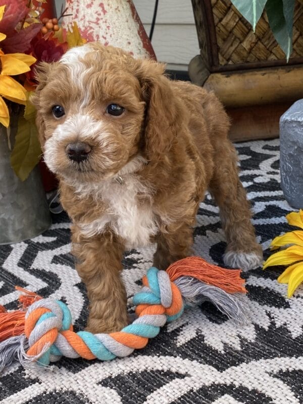 Smolder - Teacup Goldendoodle Boy - Image 33