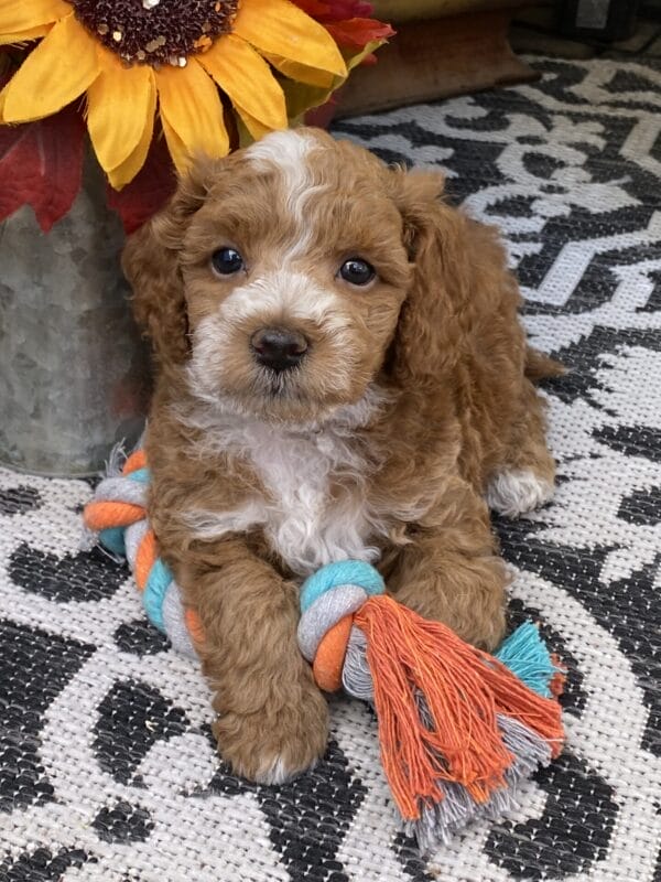 Smolder - Teacup Goldendoodle Boy - Image 35