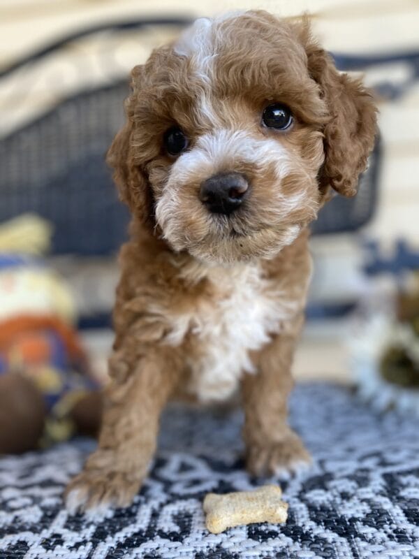 Smolder - Teacup Goldendoodle Boy