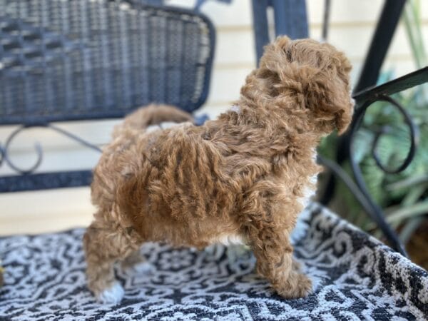 Smolder - Teacup Goldendoodle Boy - Image 38