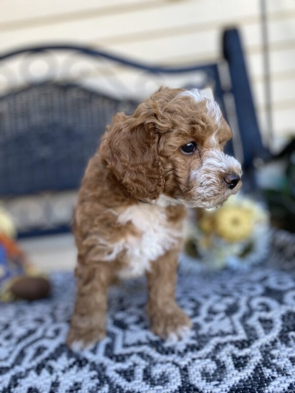 Smolder - Teacup Goldendoodle Boy - Image 36